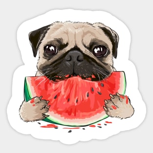 funny funny pug dog eating watermelon Sticker